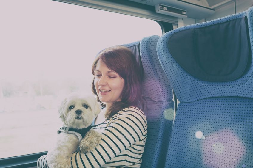 Dog traveling by bus with his owner